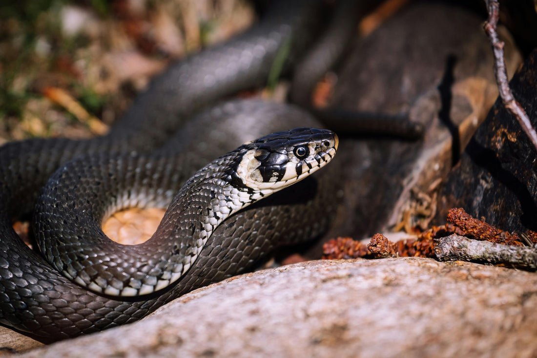 It would be better if they just left you and your home alone, right?  Learn how natural snake repellents like RidASnake work here.