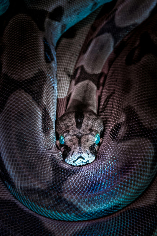 Having snakes in your backyard is not fun for anyone. Rid your yard of Snakes with RidASnake.
